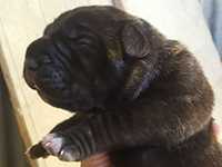 cane corso pup